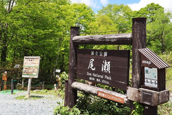 【お昼は群馬名物まいたけ弁当付♪ 新宿発】水芭蕉咲く尾瀬へ 乗り換えなしで楽々ハイキング!鳩待峠たっぷり4時間!! 日帰りバスツアー1